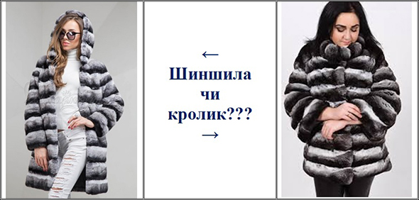Біологічні експертизи. "Шиншила чи кролик?" Біологічні експертизи. "Шиншила чи кролик?"